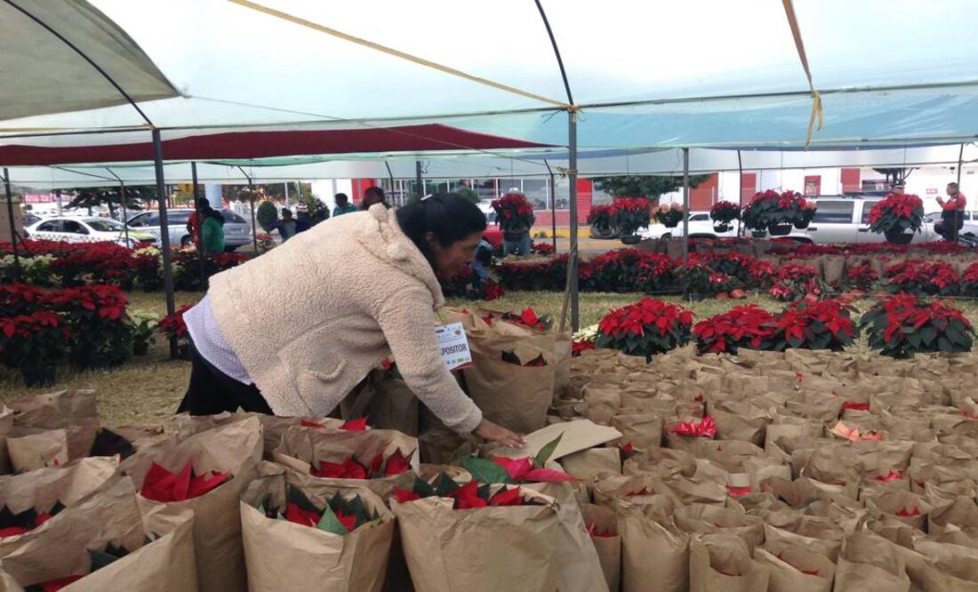 En la Ciudad de México se comercializa alrededor del 50 % de la producción de Nochebuena de los estados de Morelos, Puebla, Michoacán y del propio Distrito Federal. (Foto: Archivo)