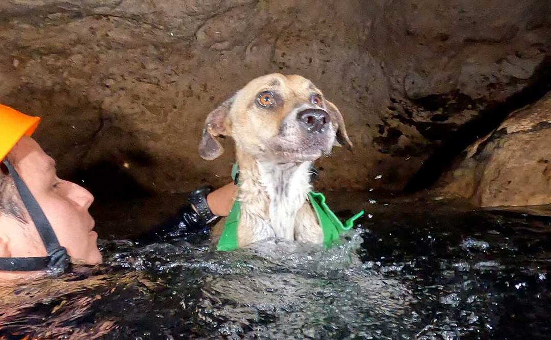 La perrita llamada Shakira permaneció varios días en un espacio de escasos dos metros de diámetro rodeado de agua e infestado de murciélagos. Foto: Especial