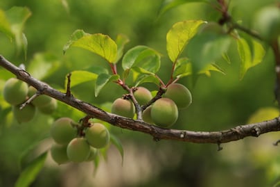 El fruto australiano que contiene hasta 100 veces más vitamina C que una naranja