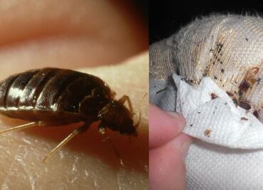 Temporada de chinches en verano; ¿cómo eliminarlas al 100%?