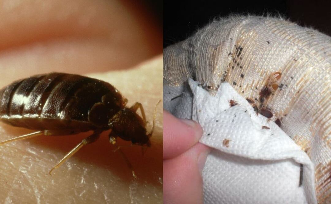 La importancia de la detección temprana de las Chinches. Fuente: Freepik.