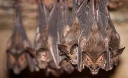Bats infect over 50 cows in Guerrero