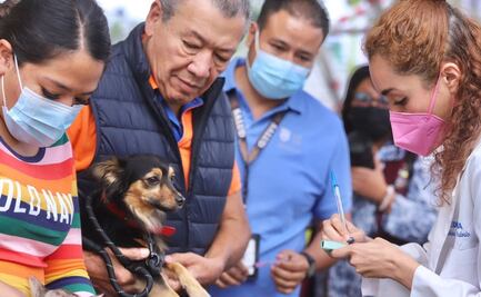 Proponen reconcer a familias multiespecies en la CDMX