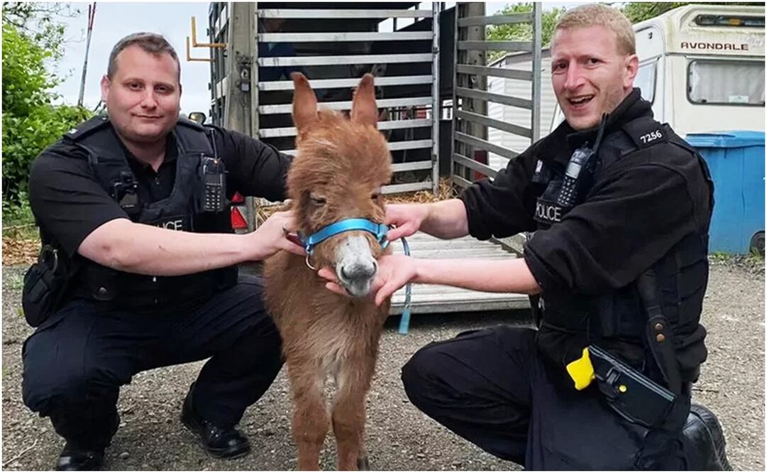 La policía local logró reunir a Moon con su mamá después de dos semanas de labores; el ejemplar está sano y salvo.