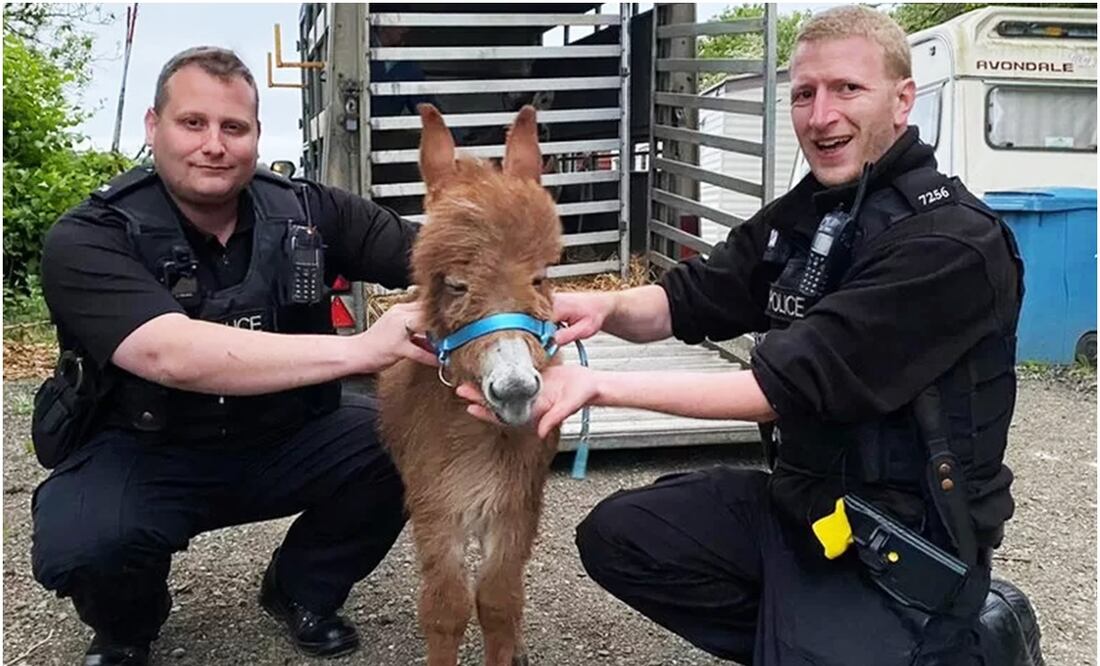La policía local logró reunir a Moon con su mamá después de dos semanas de labores; el ejemplar está sano y salvo.