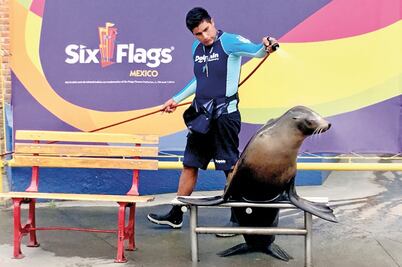 Prohíben espectáculos con delfines en la CDMX