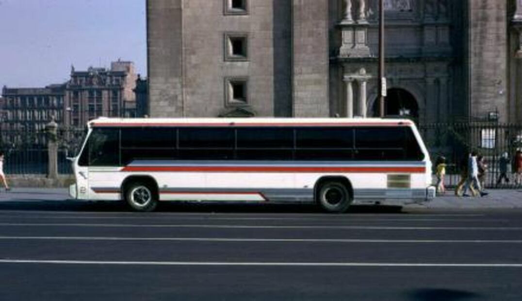 Delfines de un zoológico de asfalto 