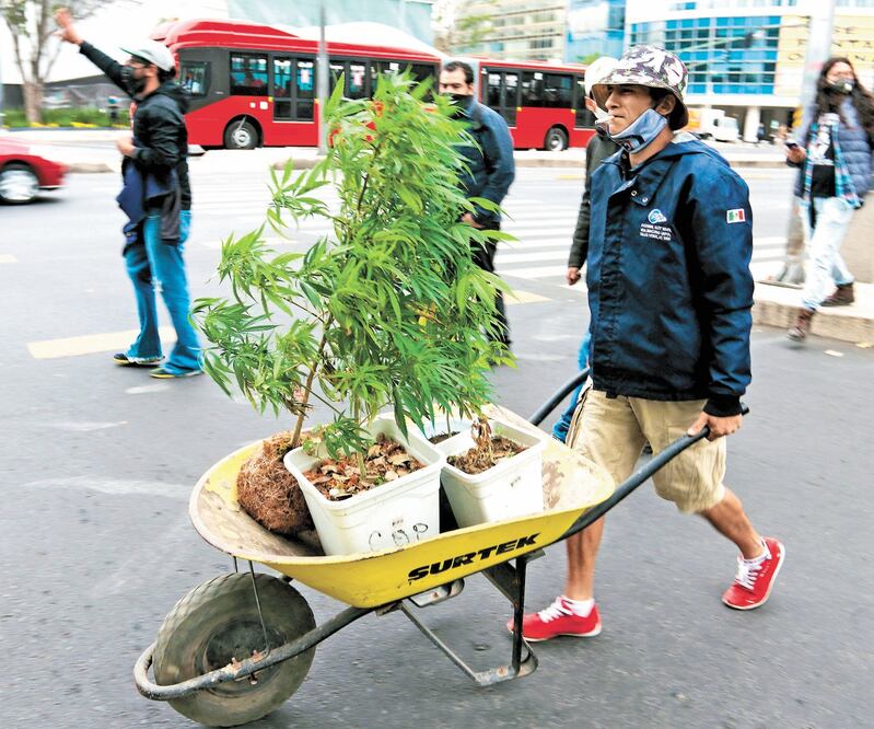 La reforma que avaló la Cámara de Senadores no cumple con lo estipulado por la Corte sobre la libertad de cultivo, acusa el Movimiento Cannabico Mexicano. Foto: ARCHIVO EL UNIVERSAL