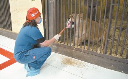 Al rescate de animales salvajes 