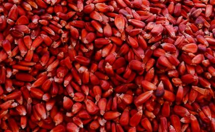 El maíz podría estar en riesgo con esta iniciativa de reforma de ley