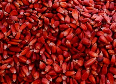 El maíz podría estar en riesgo con esta iniciativa de reforma de ley