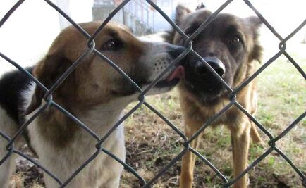 Ecatepec captura a perros callejeros por visita del Papa