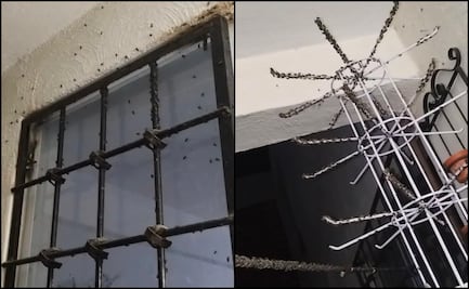 Habitantes denuncian plaga de moscas en distintos fraccionamientos de Tizayuca, Hidalgo; no hay riesgo sanitario, aseguran autoridades 