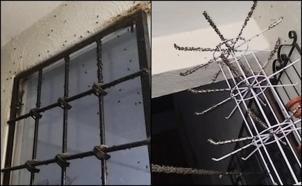 Habitantes denuncian plaga de moscas en distintos fraccionamientos de Tizayuca, Hidalgo; no hay riesgo sanitario, aseguran autoridades 