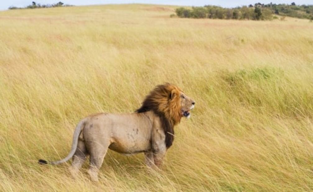 ¿Los leones están en peligro de extinción?