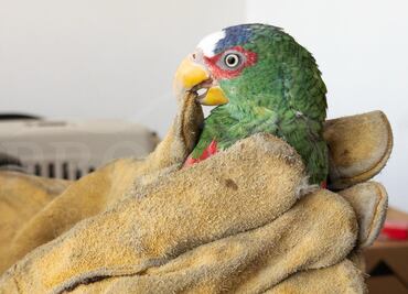 Entregan voluntariamente aves exóticas a la Profepa; serán reubicadas a sus hábitats naturales