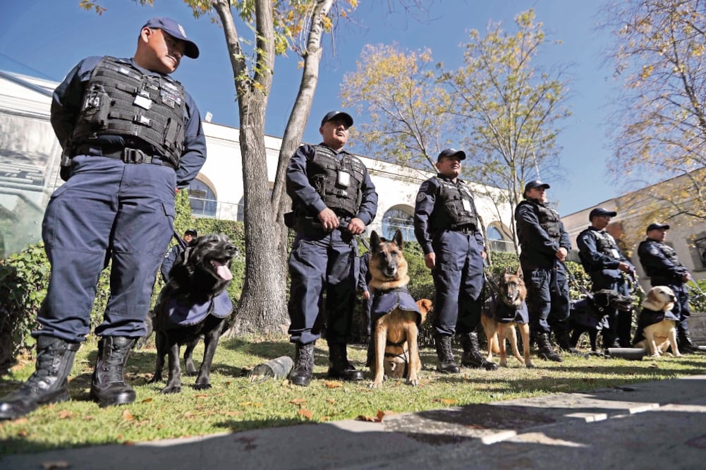 La Federación Canófila de México será la encargada de buscarles un lugar digno donde puedan disfrutar la parte final de su vida, informaron las autoridades (FOTOS. FERNANDO RAMÍREZ. EL UNIVERSAL)