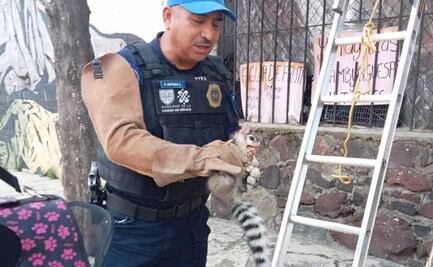 Policías rescatan a cacomixtle en Iztapalapa; estaba atrapado en la parte superior de una vivienda