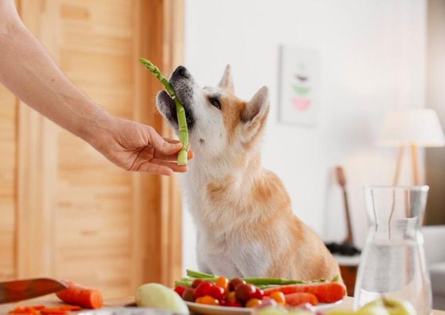 La alimentación de los perros ha evolucionado. Fuente: Freepik.