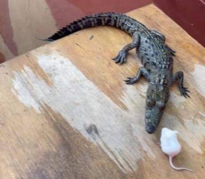 Joven ofrece recompensa por cocodrilo perdido tras inundaciones en Tamaulipas