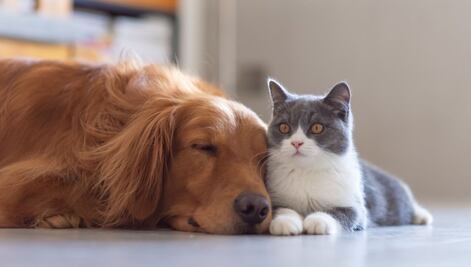 Gatos y perros: ¿Por qué creemos que estos felinos son menos cariñosos y amigables?