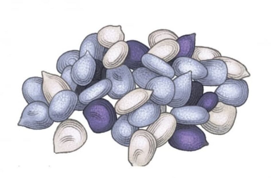 5 Variedades de cacahuacintle que debes de conocer