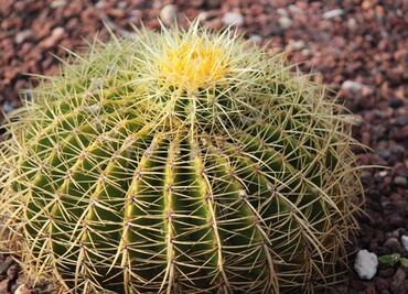 Acitrón, a key ingredient for Mexican cuisine is now endangered