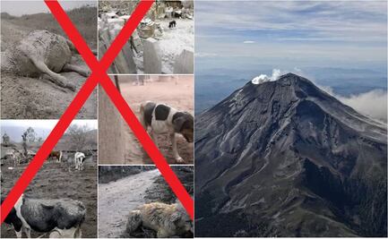 Desmienten foto de presuntos animales cubiertos por ceniza del Popocatépetl: "son imágenes antiguas"