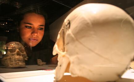 Confirman que cráneo humano sigue la proporción áurea 