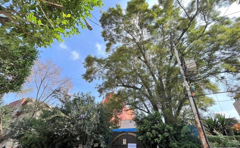 En la imagen el fresno de 150 años de edad. Foto: @LBallesterosM