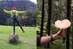 Únete a un tour de "hongosto" en un bosque de CDMX