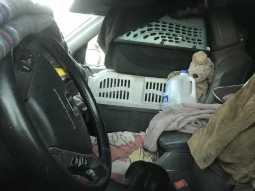 Recorre Latinoamérica en su camioneta con sus 3 gatos y 4 perros