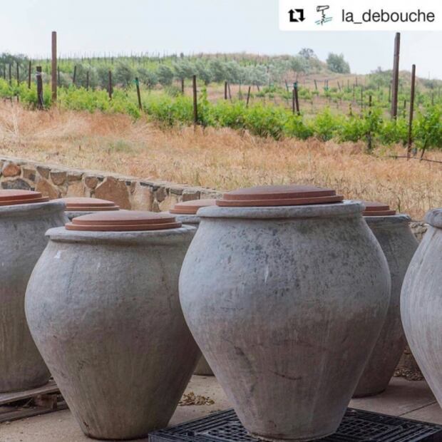 Cuatro razones por las que debes de probar el vino natural