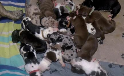 Perrita gran danés da a luz más de 20 cachorros en 27 horas en Virginia