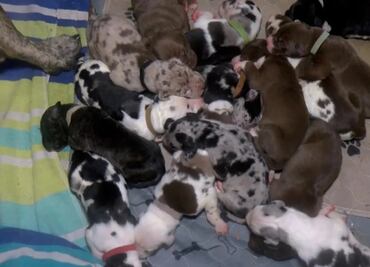Perrita gran danés da a luz más de 20 cachorros en 27 horas en Virginia