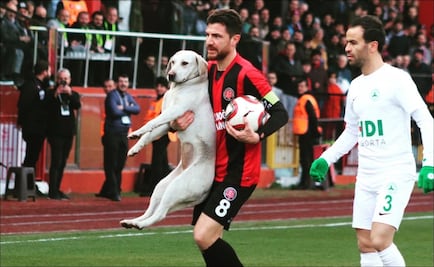 Perrita invade la cancha y detiene un partido de futbol