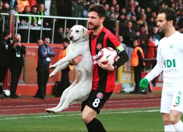 Perrita invade la cancha y detiene un partido de futbol