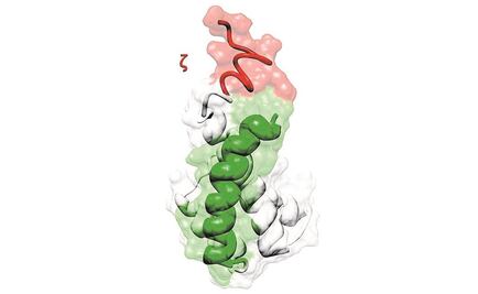 Descubren regulador natural en enzima bioenergética