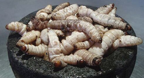 Científicos identifican que el "gusano" de maguey es verdaderamente una oruga 