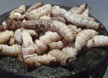 Científicos identifican que el "gusano" de maguey es verdaderamente una oruga