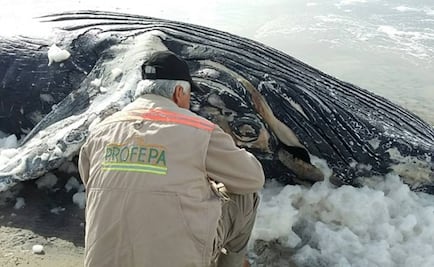 Atienden varamiento de ballena jorobada en playa de Ensenada