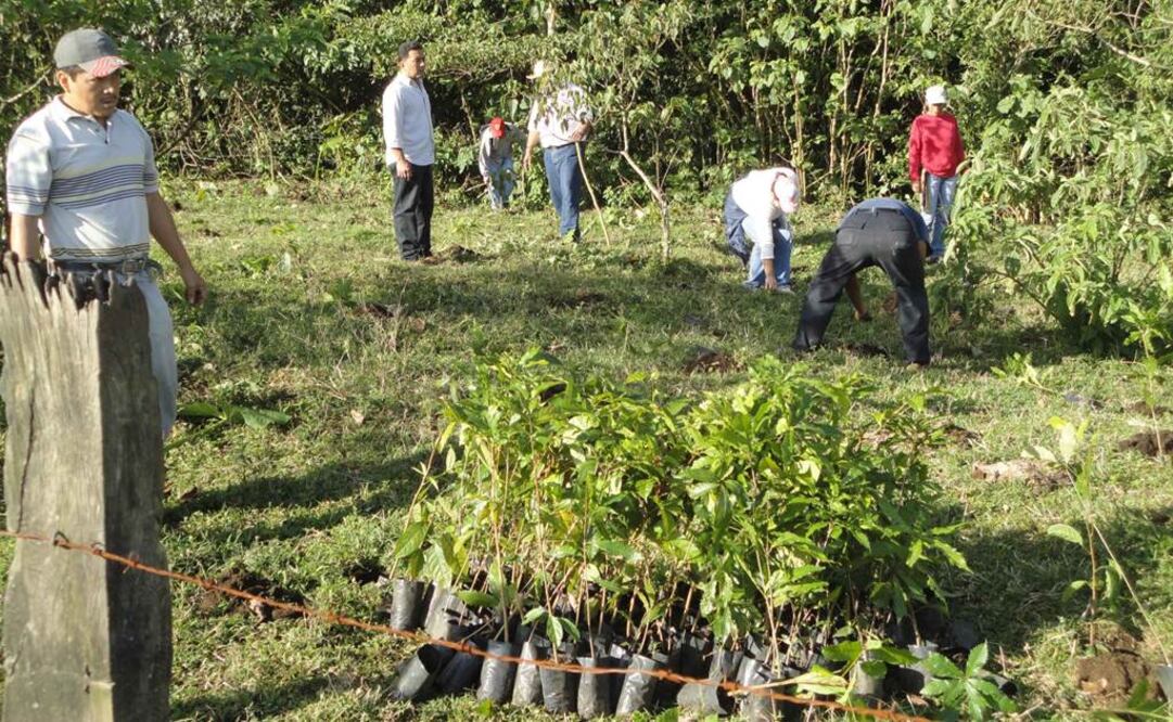 La cooperación entre la Conafor y la Universidad de Helsinki, a través del Instituto Viiki de Recursos Tropicales de la Facultad de Agricultura y Silvicultura (VITRI), será válida por un periodo de cinco años (Foto: Especial)