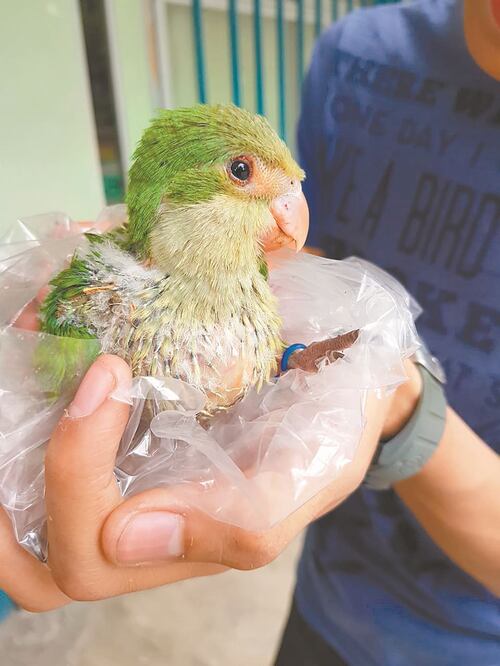 El cotorro argentino es una de las aves preferidas por los mexicanos para tenerlas como mascota y ha llegado al país escondida dentro de equipajes y cargamentos. Fotos/CORTESÍA Y VALENTE ROSAS. EL UNIVERSAL 