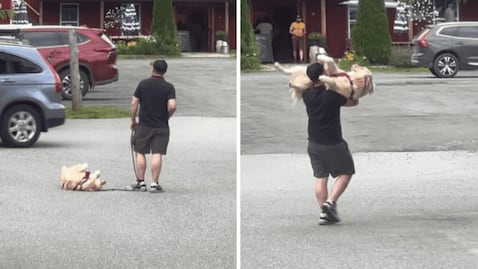 La reacción de un perrito que se resiste a caminar despierta risas en la red 