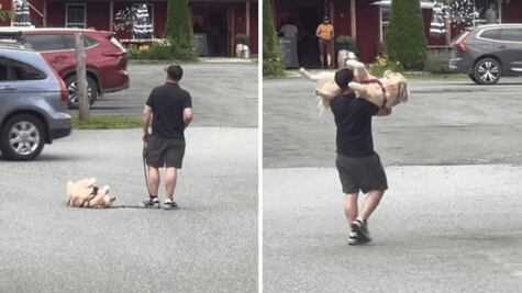 La reacción de un perrito que se resiste a caminar despierta risas en la red