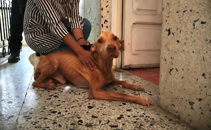Rescatan a tres perritos en condiciones de abandono en Veracruz; propietaria deberá comparecer ante autoridades