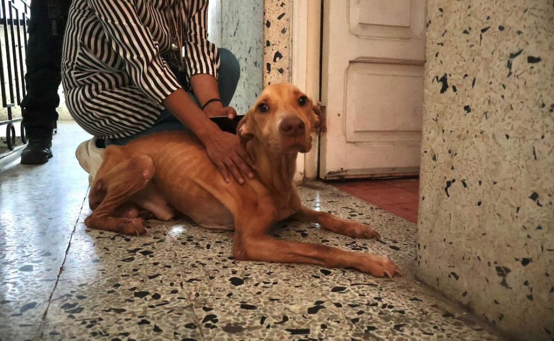 Un reporte ciudadano notificó que tres canes estaban en condiciones de abandono. | Foto: Especial.