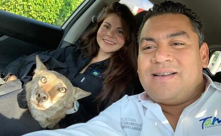 Luchan por salvar a “Pancho”, el coyote que confundieron con un perro