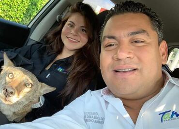 Luchan por salvar a “Pancho”, el coyote que confundieron con un perro