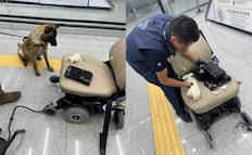 Binomio canino frustra tráfico de cocaína escondida en silla de ruedas en el AICM; detienen a un sujeto con 8 kilos